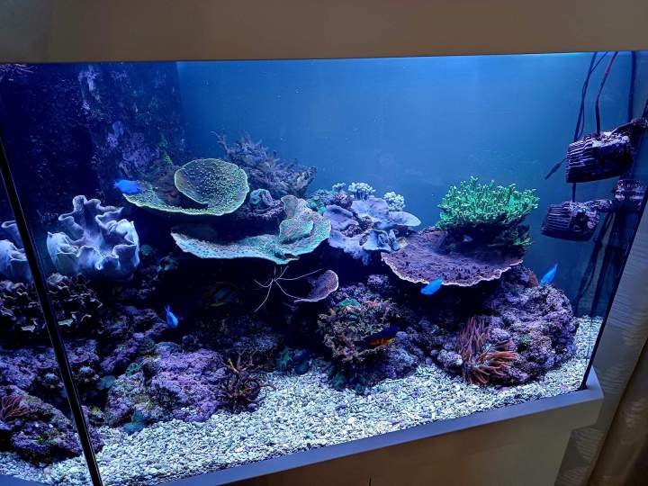 Création d'aquarium - Loire-Atlantique