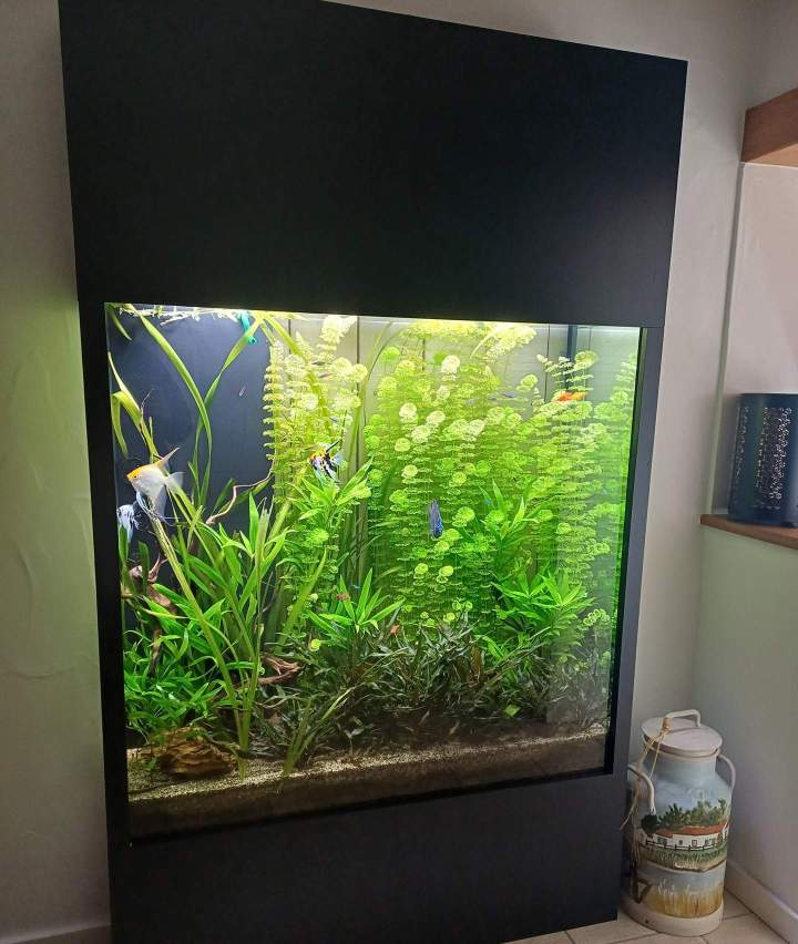 Création d'aquarium - Loire-Atlantique