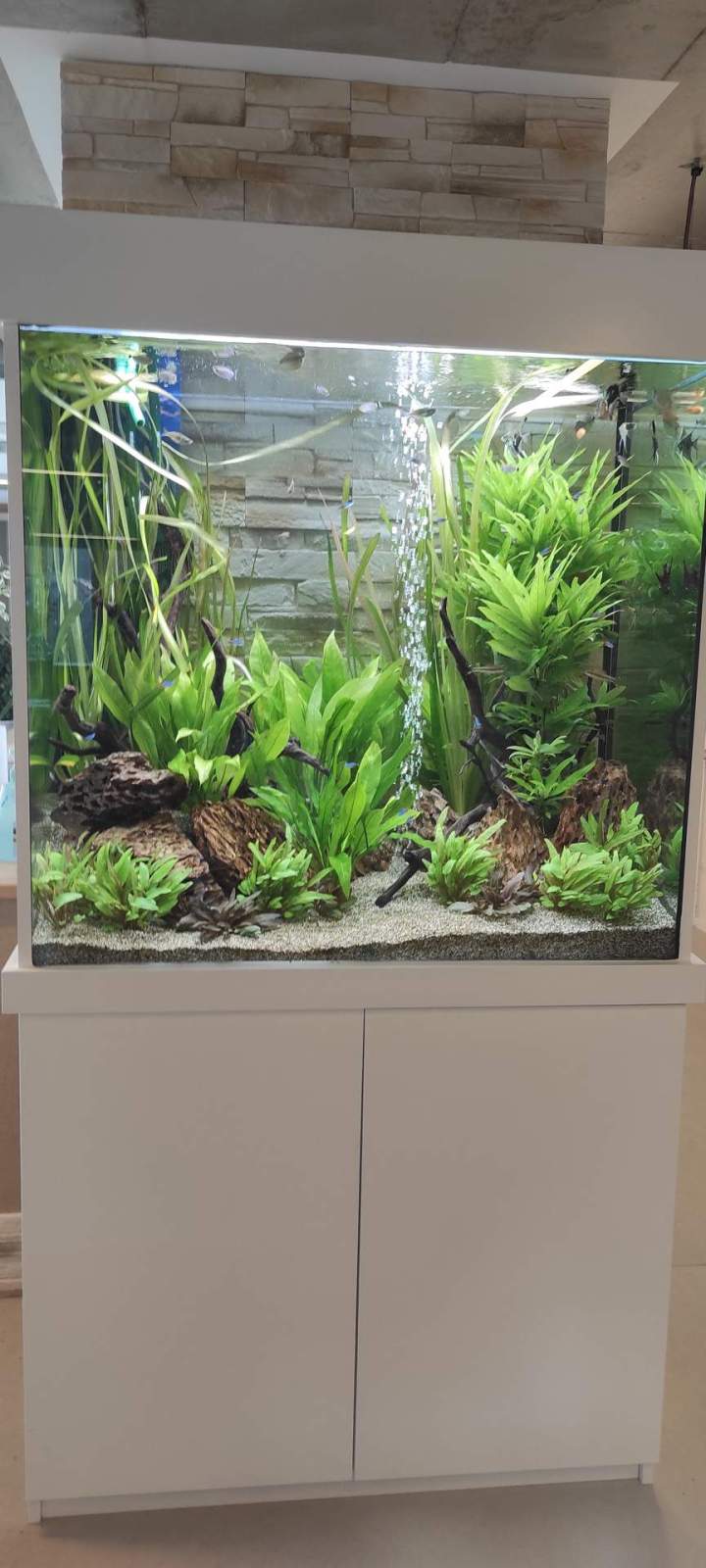 Création d'aquarium - Loire-Atlantique