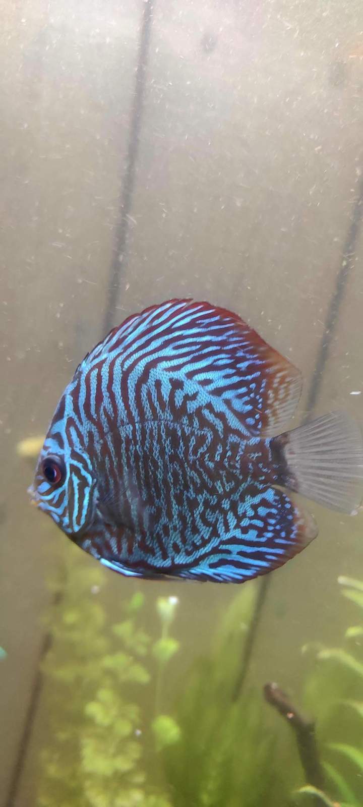 Création d'aquarium - Loire-Atlantique