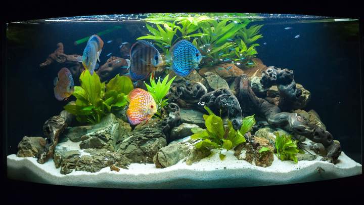 Installation aquarium Loire-Atlantique
