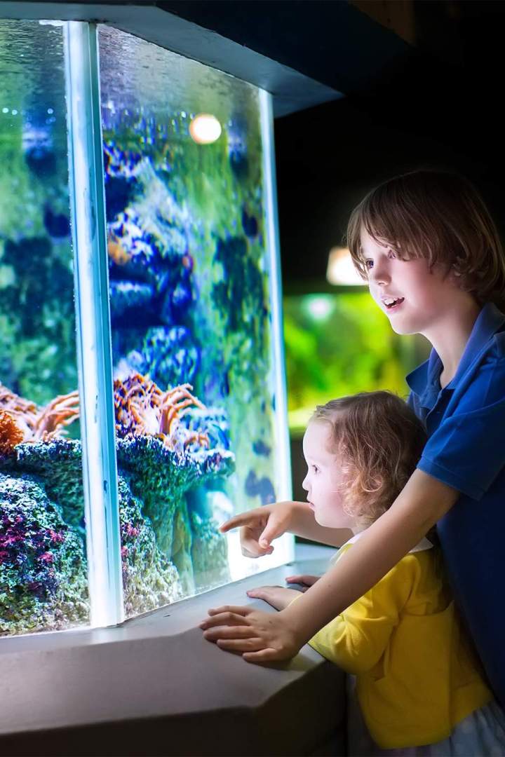 Vente d'aquarium Loire-Atlantique