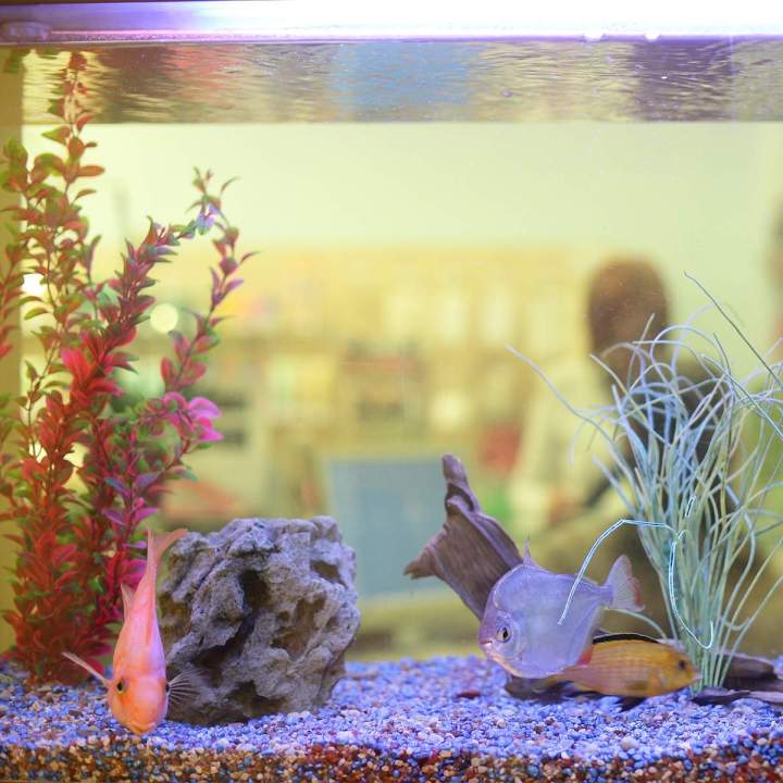 Bassin de jardin Loire-Atlantique