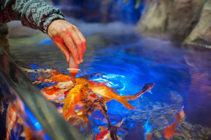 Alimentation poisson Loire-Atlantique