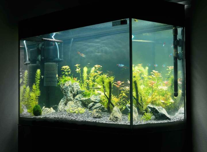 Installation aquarium Loire-Atlantique