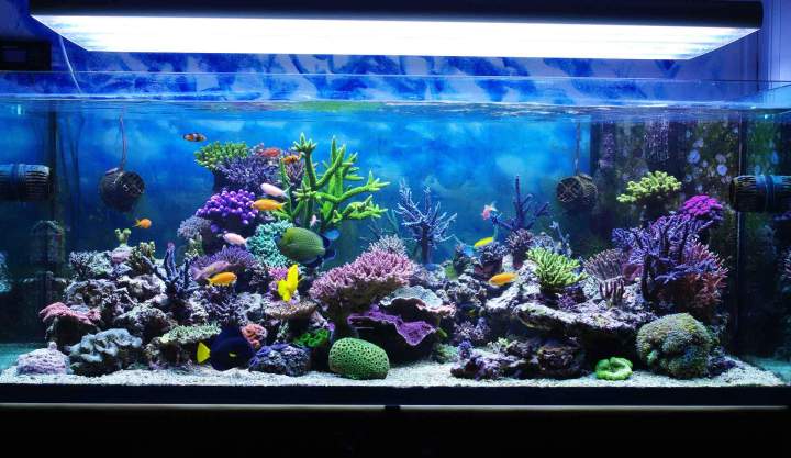 Trouvez l'aquarium parfaitement adapté à votre intérieur